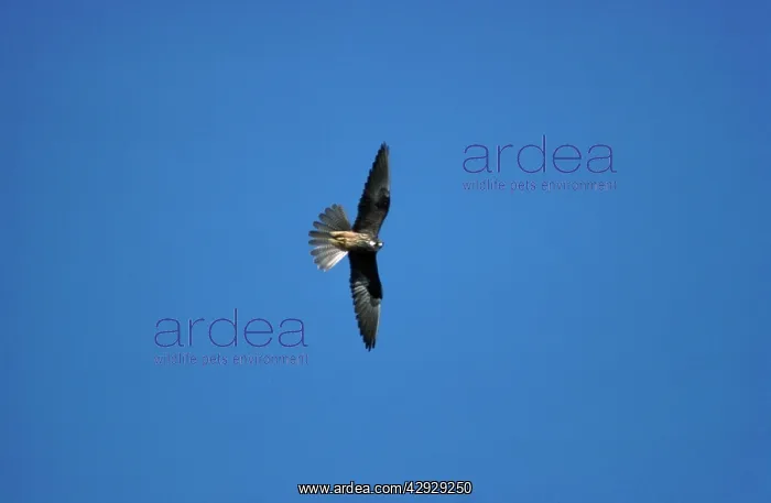: Eleonora's Falcon - in flight, ventral viewS : Eleonora's Falcon - in flight, ventral viewS
