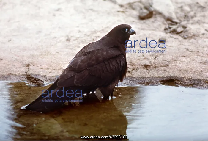  : ELEONORA'S FALCON - in water