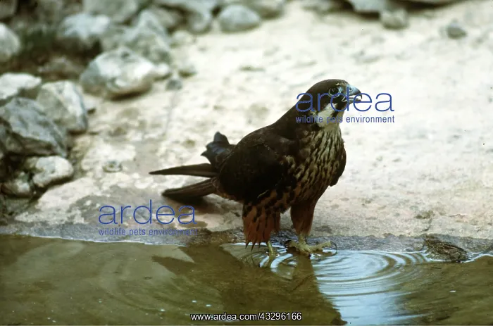 : ELEONORA'S FALCON - in water : ELEONORA'S FALCON - in water