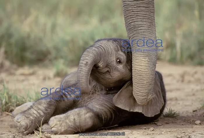 : Elephant - baby lying on ground : Elephant - baby lying on ground