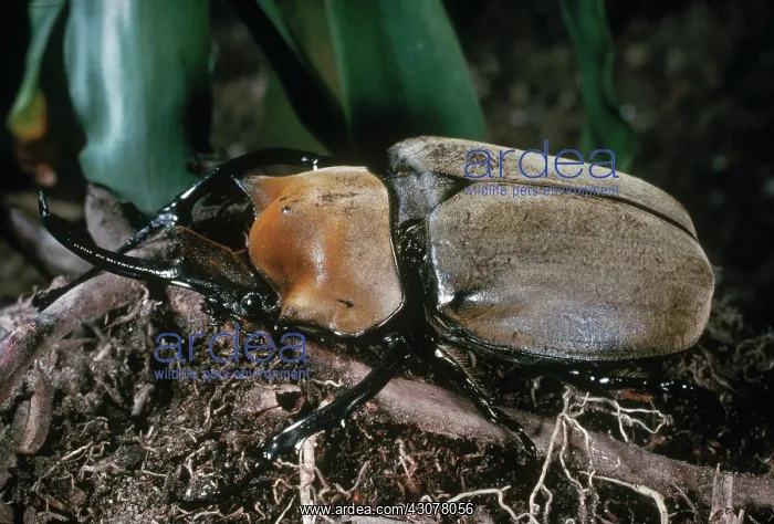 : Elephant Beetle : Elephant Beetle