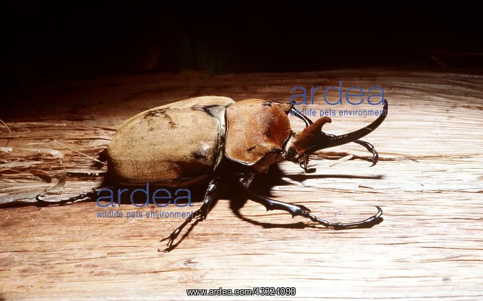: ELEPHANT BEETLE - ON WOOD, heaviest insect in the world : ELEPHANT BEETLE - ON WOOD, heaviest insect in the world
