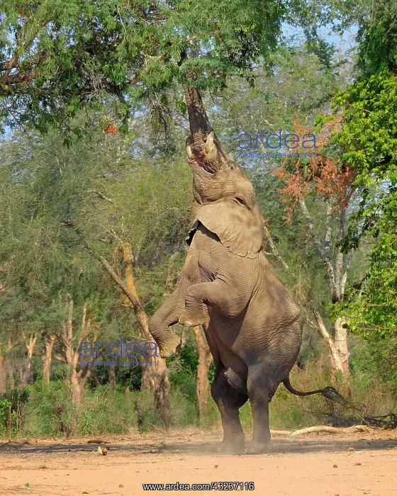 : Elephant bull (Africana Loxodont), standing on its : Elephant bull (Africana Loxodont), standing on its