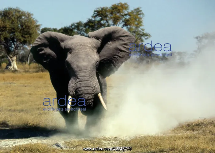  : Elephant - Bull displays aggressive behaviour when in musth