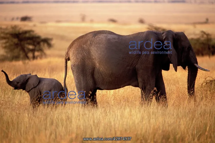 : Elephant - and calf : Elephant - and calf