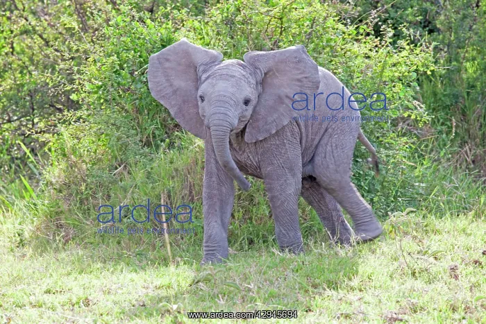 : Elephant - Calf threatening : Elephant - Calf threatening