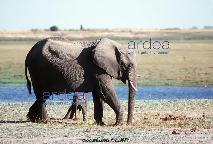 : ELEPHANT & CALF UNDERNEATH : ELEPHANT & CALF UNDERNEATH