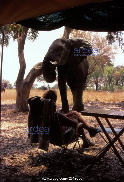  : Elephant and camper
