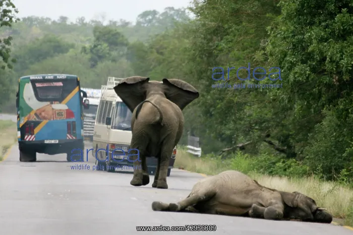  : Elephant charging bus - Mother Elephant tries to