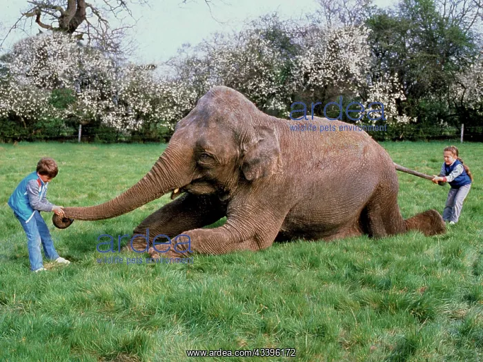 : Elephant with children in a meadow, England, Great B : Elephant with children in a meadow, England, Great B