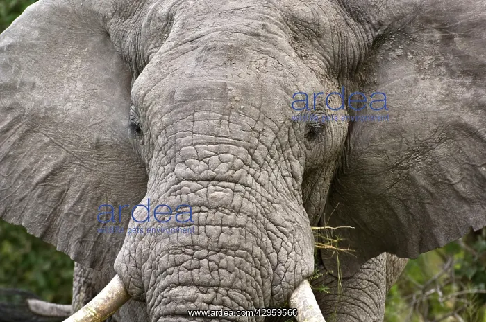 : Elephant - Close up of head with food : Elephant - Close up of head with food