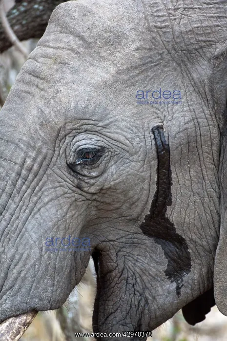 : Elephant - close up of head showing musth gland : Elephant - close up of head showing musth gland