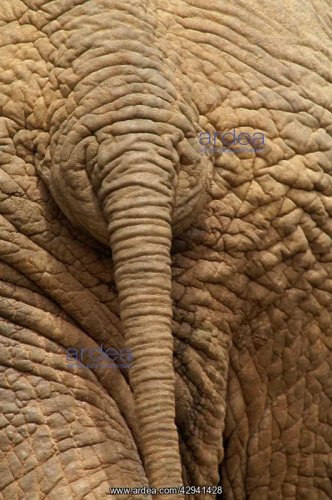 : Elephant - Close up rear view of African Elephant : Elephant - Close up rear view of African Elephant