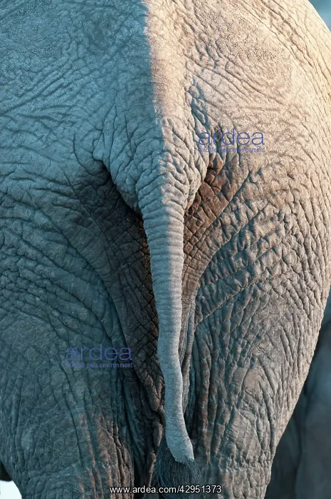 : Elephant - close up of tail : Elephant - close up of tail