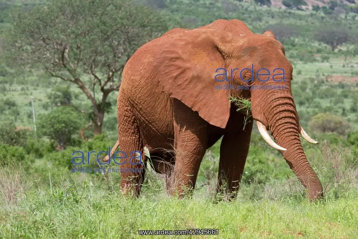 : Elephant - Covered in red Tsavo dust : Elephant - Covered in red Tsavo dust