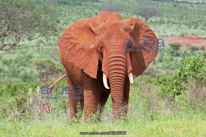 : Elephant - Covered in red Tsavo dust : Elephant - Covered in red Tsavo dust