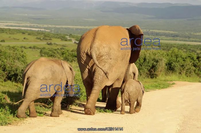 : Elephant - Cow and calves : Elephant - Cow and calves