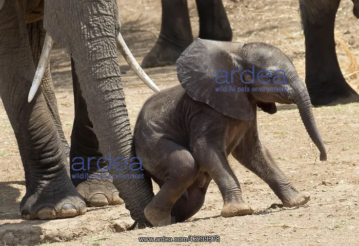 : Elephant - cow using trunk to help calf climb sandbank : Elephant - cow using trunk to help calf climb sandbank