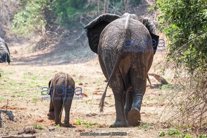 : Elephant cow walks with her elephant baby on her l : Elephant cow walks with her elephant baby on her l