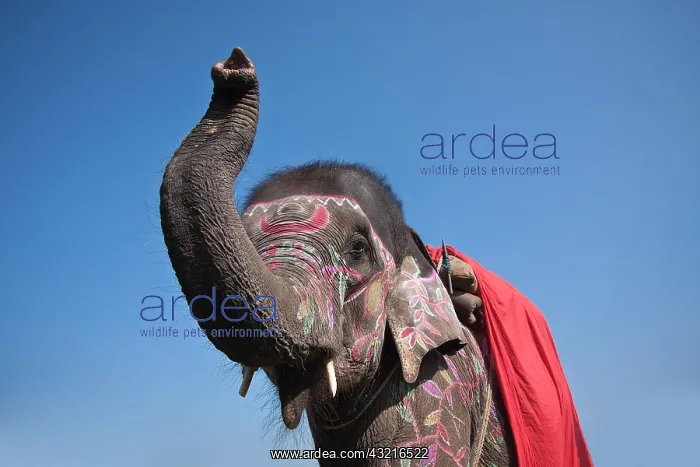 : Elephant dressed - Elephant festival Chitwan Nepal : Elephant dressed - Elephant festival Chitwan Nepal