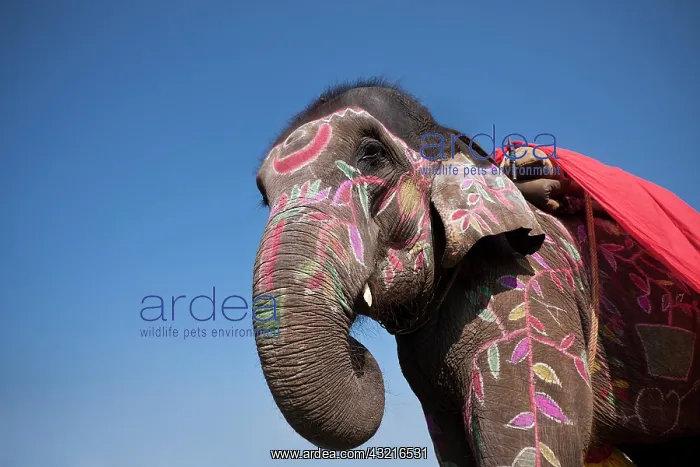 : Elephant dressed - Elephant festival Chitwan Nepal : Elephant dressed - Elephant festival Chitwan Nepal