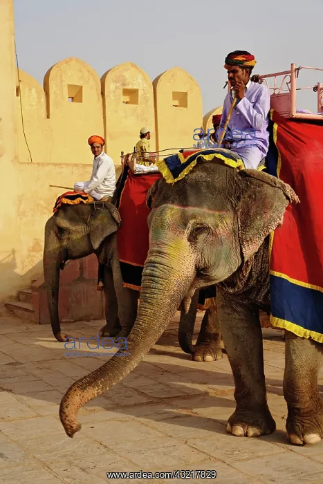 : Elephant driver at Amber Fort, Jaipur, India : Elephant driver at Amber Fort, Jaipur, India