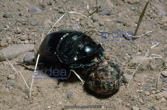 : Elephant Dung Beetle : Elephant Dung Beetle