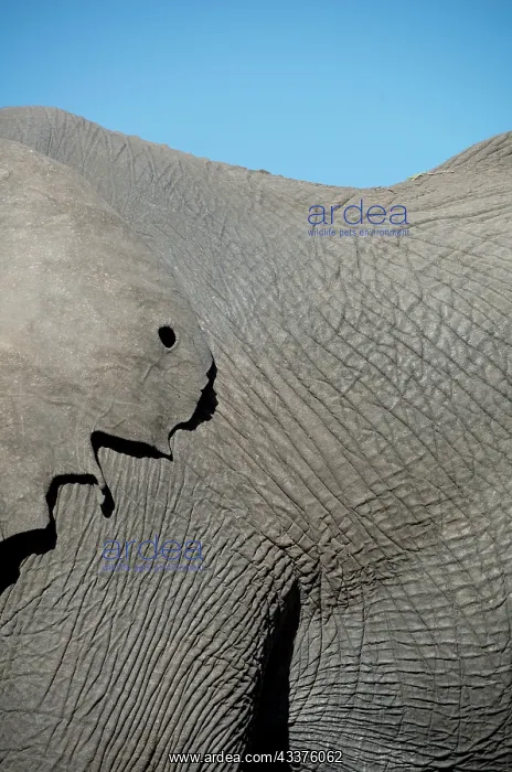 : Elephant - ear hide with small hole - Kruger National : Elephant - ear hide with small hole - Kruger National