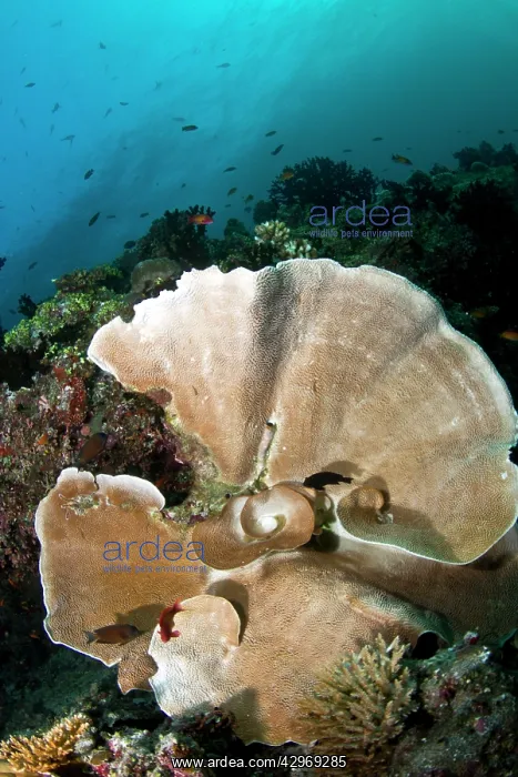 : Elephant Ear Sponge : Elephant Ear Sponge