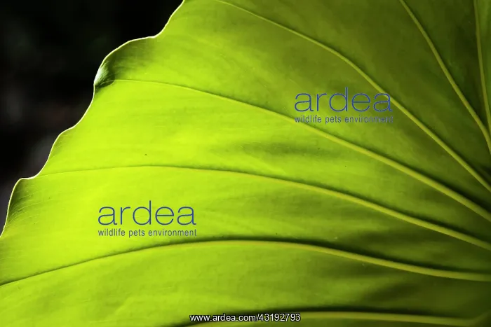 : Elephant ears (Philodendron giganteum) leaf, Montserrat : Elephant ears (Philodendron giganteum) leaf, Montserrat
