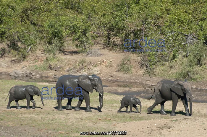 : Elephant family - covered in mud marching in line : Elephant family - covered in mud marching in line