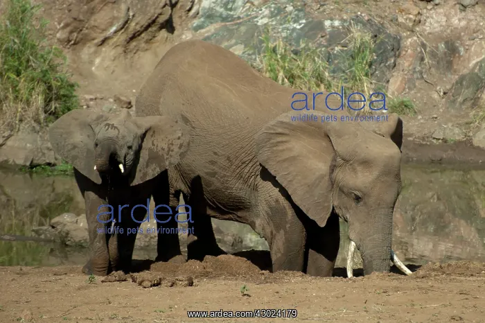 : Elephant family digging in sand by river : Elephant family digging in sand by river