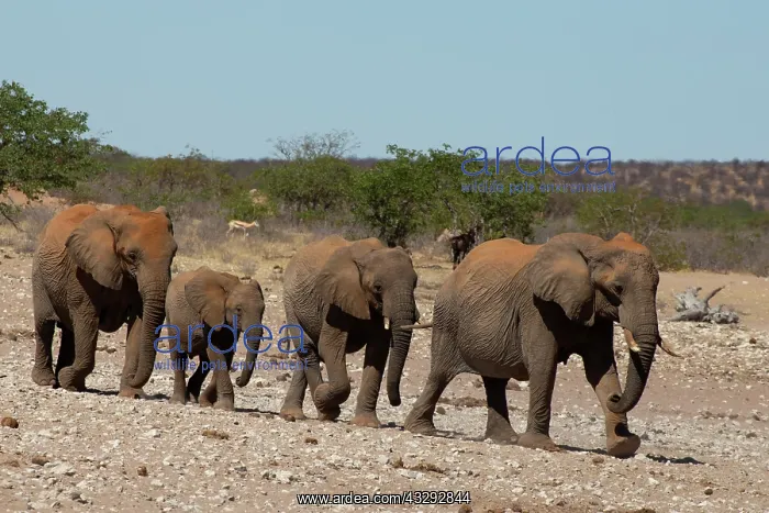 : Elephant family reaching water hole, Etosha, Namibia : Elephant family reaching water hole, Etosha, Namibia