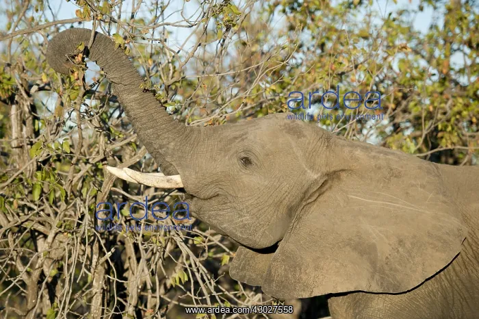 : Elephant - feeding - Kruger National Park, Transvaal : Elephant - feeding - Kruger National Park, Transvaal