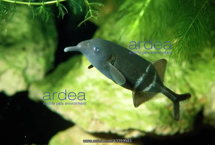 : ELEPHANT FISH / Elephant-trunk Mormyrid - electric : ELEPHANT FISH / Elephant-trunk Mormyrid - electric