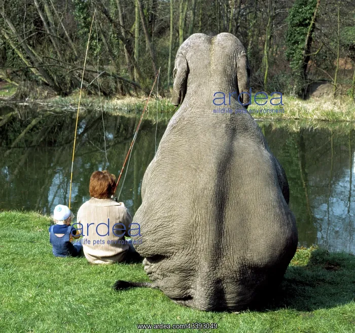 : Elephant fishing, England, Great Britain : Elephant fishing, England, Great Britain