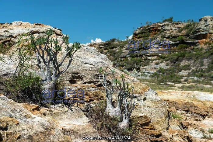  : Elephant Foot Plants
