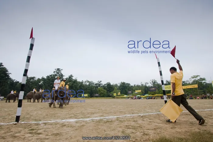 : Elephant goal at the World Elephant Polo Terai Nepal : Elephant goal at the World Elephant Polo Terai Nepal