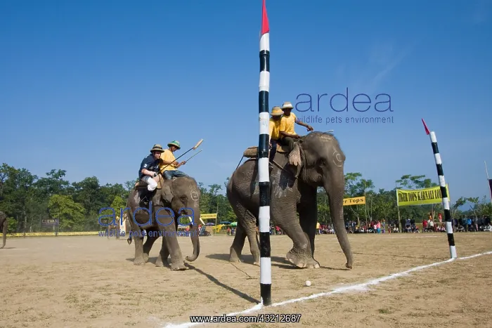 : Elephant goal at the World Elephant Polo Terai Nepal : Elephant goal at the World Elephant Polo Terai Nepal