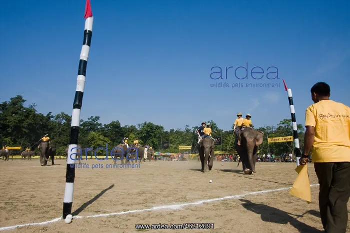 : Elephant goal at the World Elephant Polo Terai Nepal : Elephant goal at the World Elephant Polo Terai Nepal