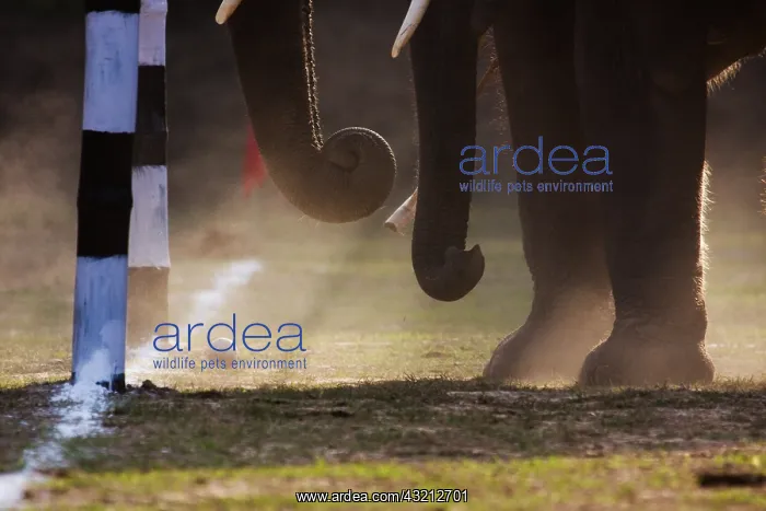: Elephant goal at the World Elephant Polo Terai Nepal : Elephant goal at the World Elephant Polo Terai Nepal