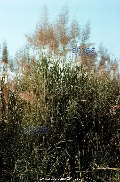  : ELEPHANT GRASS