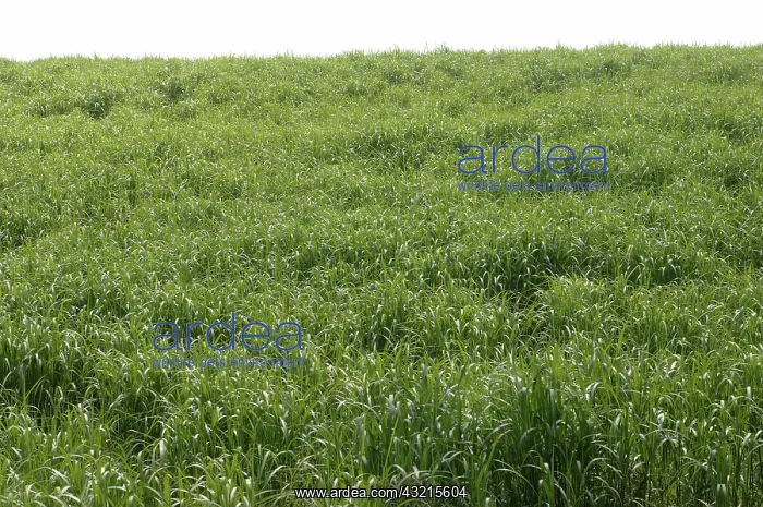 : Elephant grass : Elephant grass