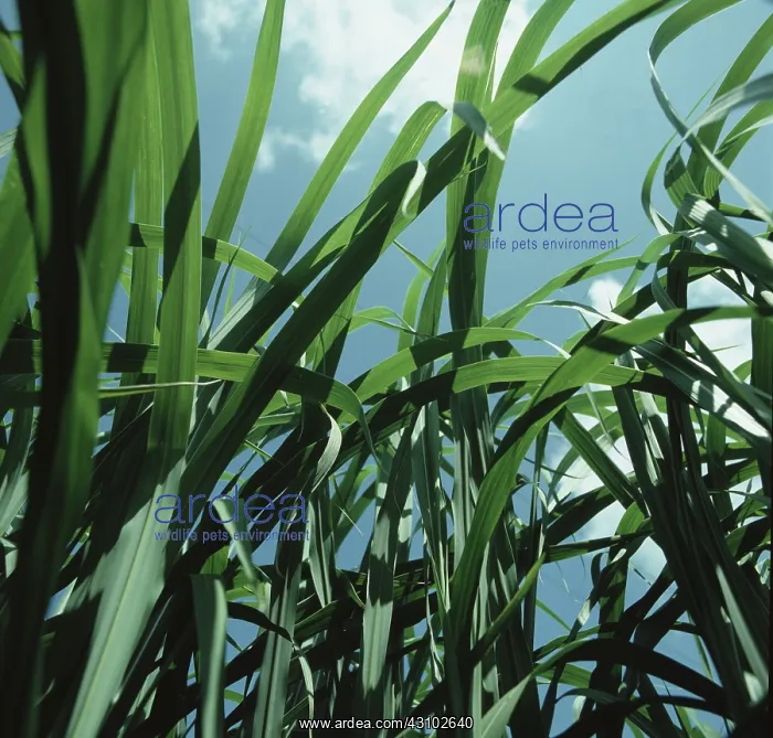 : Elephant grass used as a biomass crop : Elephant grass used as a biomass crop