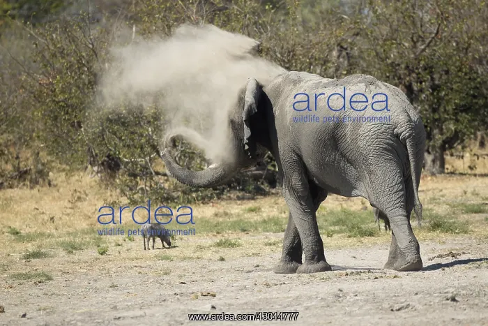 : Elephant - having a dust bath - Botswana, Africa : Elephant - having a dust bath - Botswana, Africa
