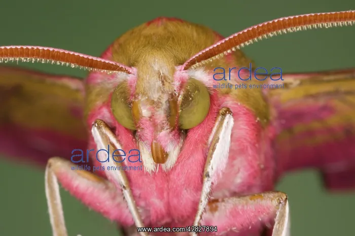 : Elephant Hawk Moth : Elephant Hawk Moth