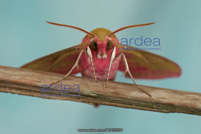 : Elephant Hawk-moth : Elephant Hawk-moth