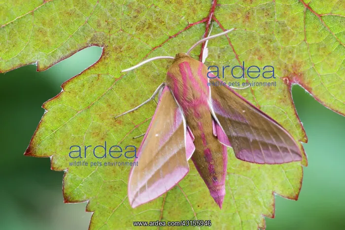 : Elephant Hawk-moth : Elephant Hawk-moth