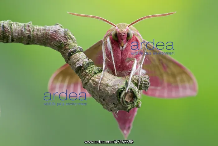 : Elephant Hawk-moth : Elephant Hawk-moth