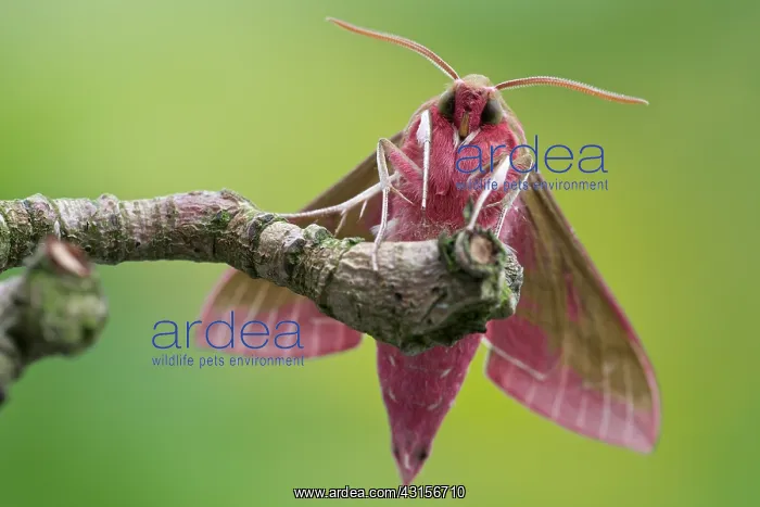 : Elephant Hawk-moth : Elephant Hawk-moth